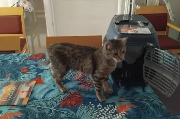 Chatte perdue à Saint-Lambert-la-Potherie - photo