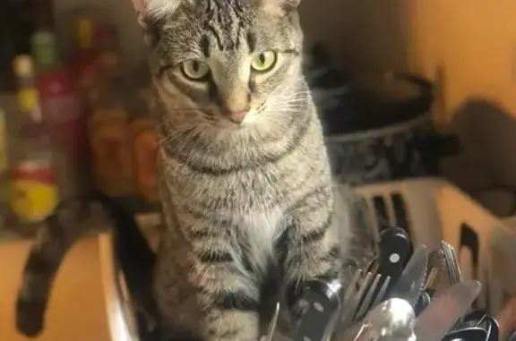 Lost Cat Reggie: Unique Eyebrows & More!