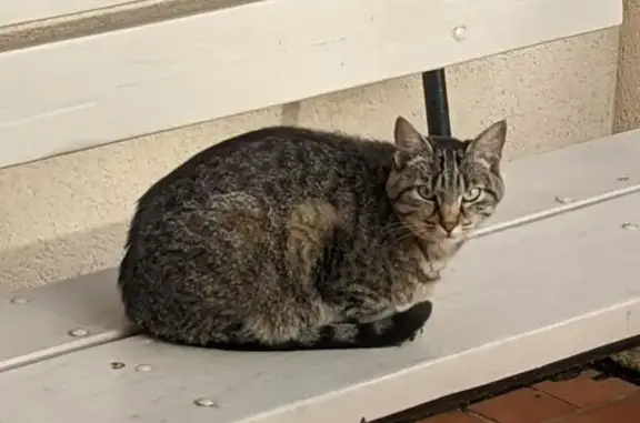 Chat perdu, Mézières-sur-Seine, photo: Chatte tigrée perdue à Mézières-sur-Seine
