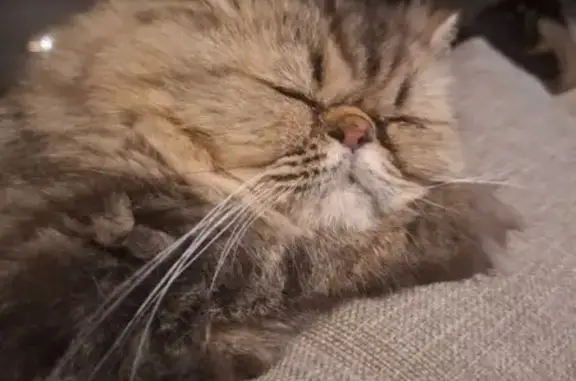 Animaux perdus , photo: Chat perdu à Saint-Jean-de-Galaure