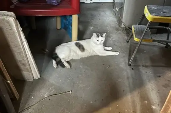 Lost Cat: Help Find Ya May Voy!