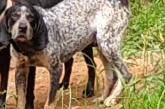 Lost Bluetick: Last Seen in Ranger Woods