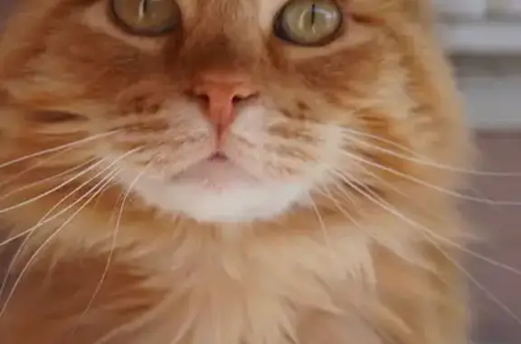 Lost Orange Tabby Cat on S. 17th St