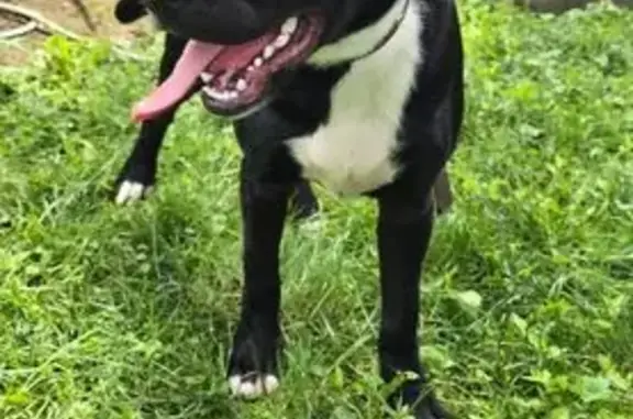 Found dog Indianapolis, photo: Found: Young Black & White Dog in Indy
