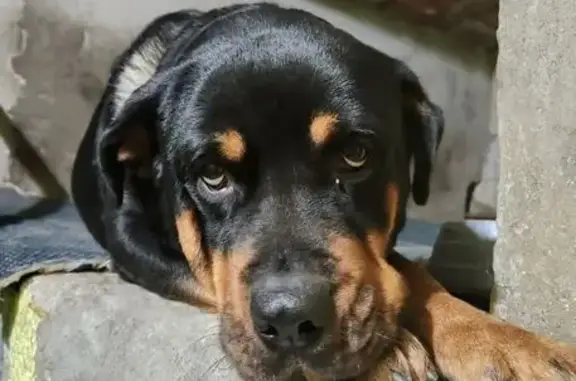 cachorro desaparecida