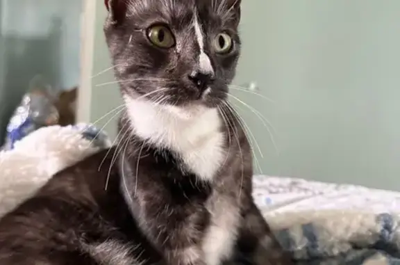 Lost: Young Male Cat, Urgent Help Needed!