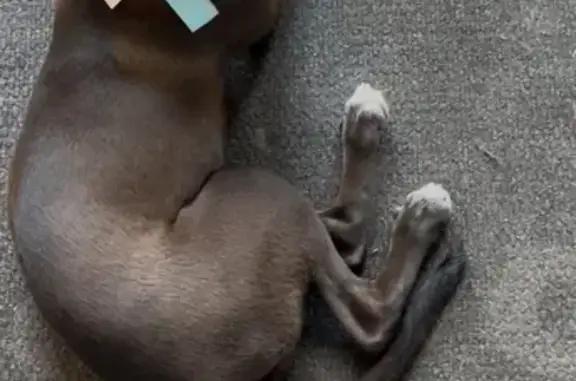 Lost Sweet Labrador Mix in Brooklyn