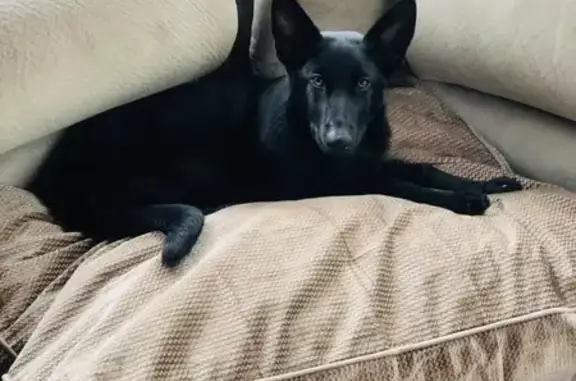Help Find Luna: Lost Black Shepherd