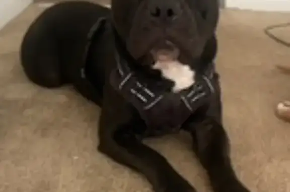 Missing dog Tallahassee, photo: Help Find Roku: Missing Dog in Tallahassee