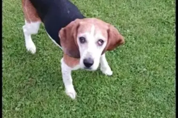 Lost Beagle: Black/Tan/White, Cherry Eye