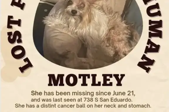 Lost: Small White Dog, Needs Urgent Care