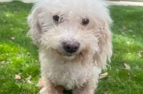 Lost Poodle on South Warman Ave