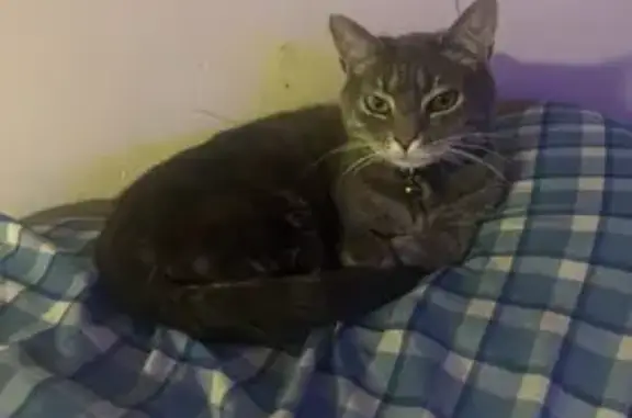 Lost Grey Cat with Odd Eyes in Yorktown
