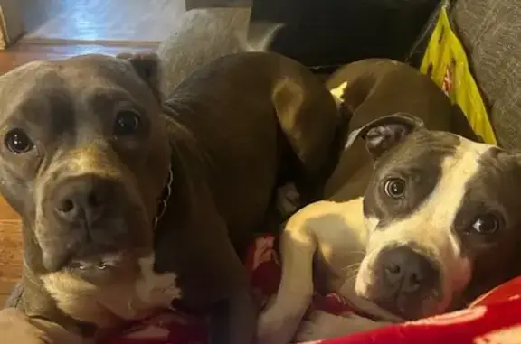 Lost Dogs: Grey Winter & Ash in Collingdale