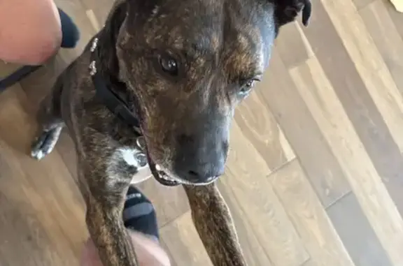 Found dog Denver, photo: Found Brindle Pitbull/Boxer in Denver