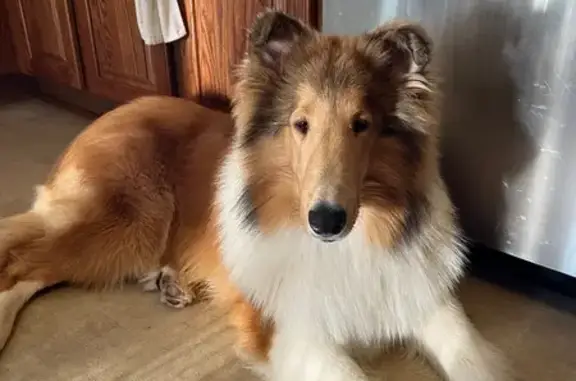 Lost Tan & White Collie Puppy in Crown Point