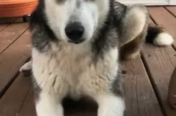 Lost Husky: Friendly Blu in Ozark