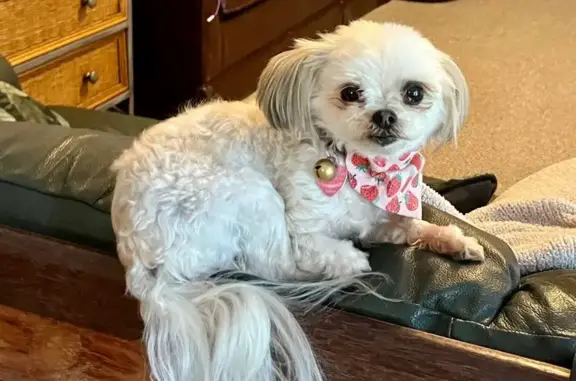 Lost Dog on Airport Rd: Call if Found!