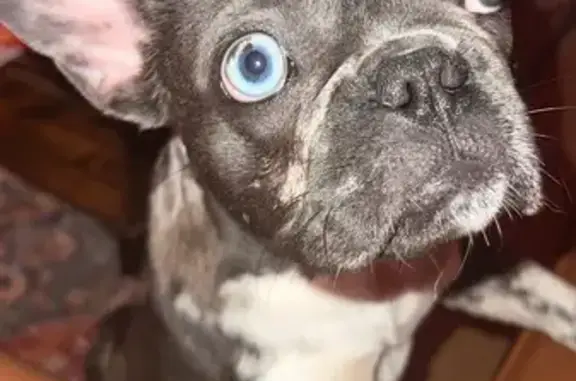 Lost Frenchie: Gray with Unique Eyes