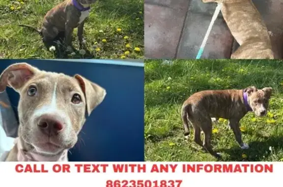 Missing: Miracle, Light Brown Pit-Lab Mix