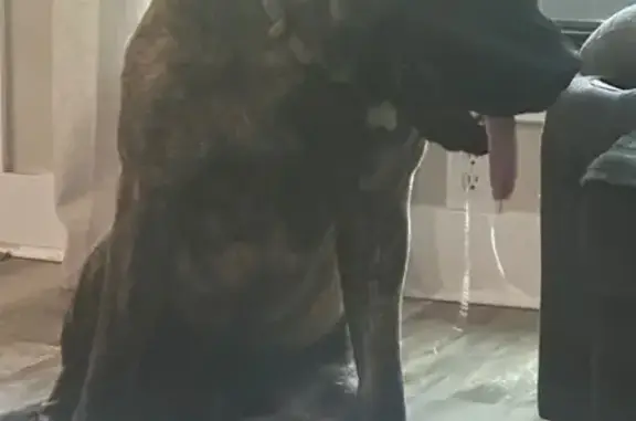 Lost: Skittish Brindle Mastiff in Lake Orion