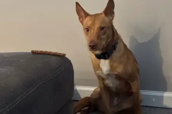 Lost Dog: Timid Brown/White in Salisbury