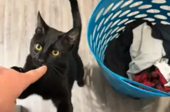 Lost and found pets Chesterfield, photo: Lost Cat: White-Bellied in Chesterfield