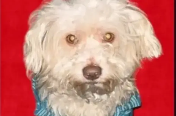 Lost Light Poodle Mix: Blue Shirt, LA