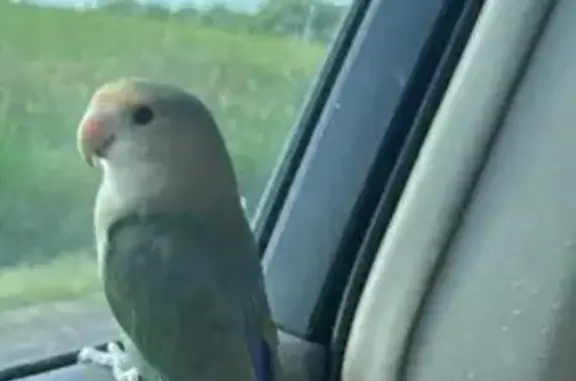 Lost and found pets Cottage Grove, photo: Lost Lovebird: Green Wings, Blue Back