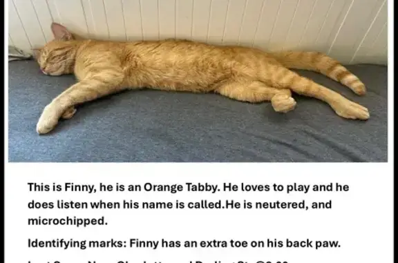 Lost Orange Kitty: Extra Large Toes!