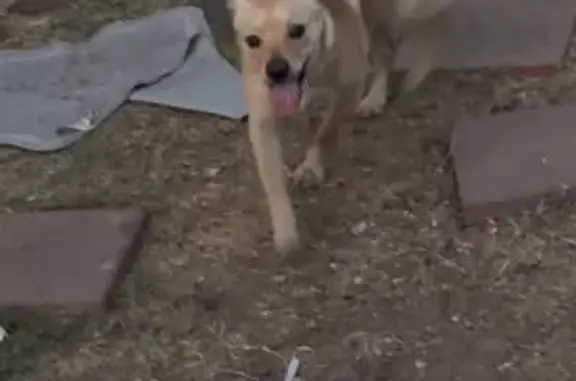 Lost Dog: Unique Orange-Lashed Pup