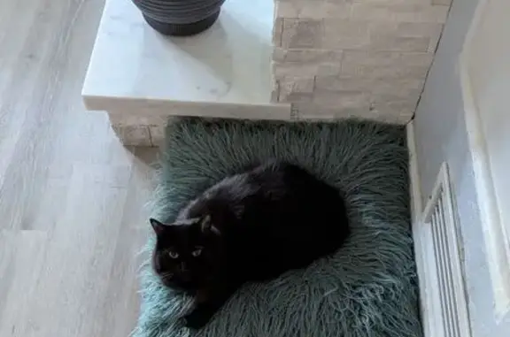 Lost and found pets Prescott, photo: Lost Black Cat: Bright Eyes & Necklace