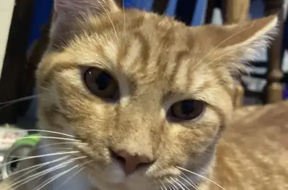 Lost Cat: Orange Eyes & Stripes in Cincy
