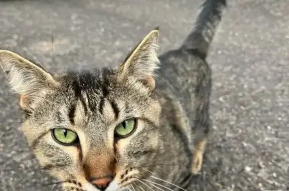 Found: Young Male Tabby on NE...