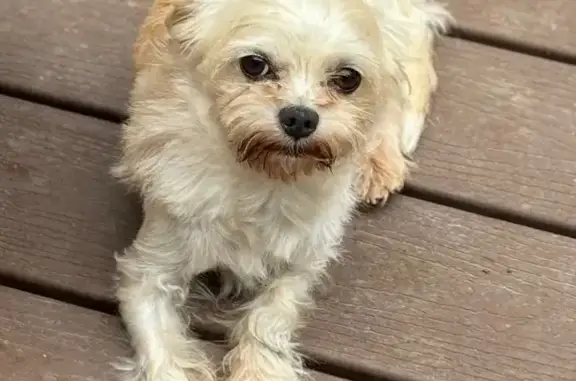 Lost Dog: Dexter, Tan, Blue Collar