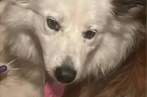 Found pets Fort Atkinson, photo: Found Dog on Wishing Well Lane, Fort