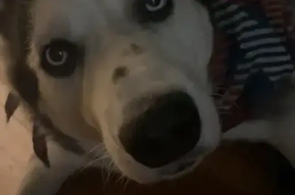 Lost and found pets Oakdale, photo: Lost Dog Zeus: Friendly Blue-Eyed Pup