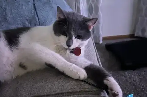 Lost Cat: Jax, White with Gray Markings