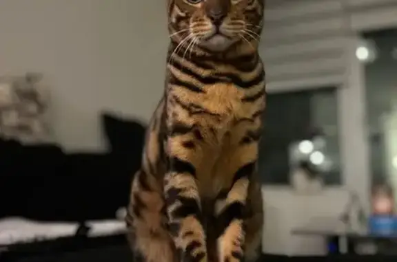 Lost Bengal Cat 'Leo' in Toronto Area