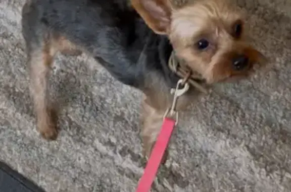 Lost Yorkie: Lupita on Sparrowtail Rd