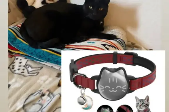 Lost Black Cat: Red Collar, Riverton Ave