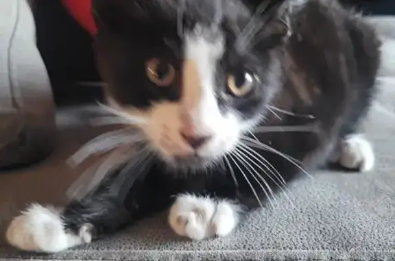 Chaton trouvé, 2-3 mois, Valence - photo