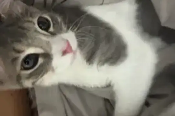 Gato Perdido: Blanco y Gris, Muy Miedoso