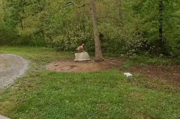 Lost: Brown & White German Shepherd, Liberty
