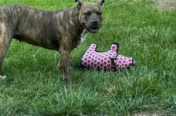 Lost Dog on East Oregon Drive, Aurora