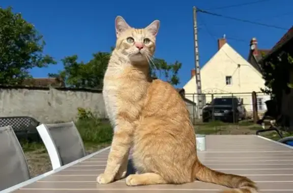 Chat roux perdu, Rue des Saulmins 21 - photo