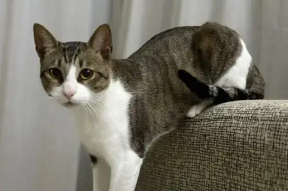 Gato Perdido en Vilanova: ¡Ayuda Urgente!