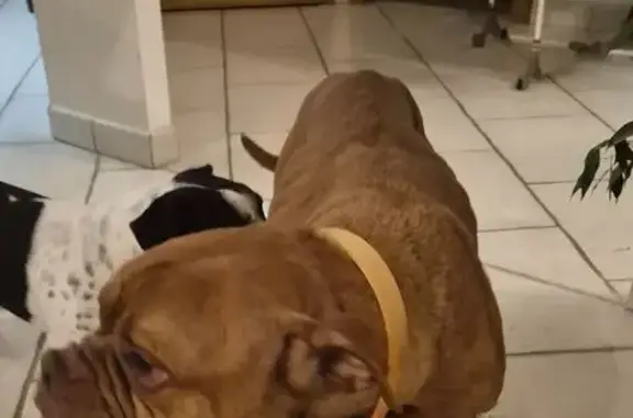 Chien trouvé , photo: Chienne type Boxer/Dogue trouvée à Delme