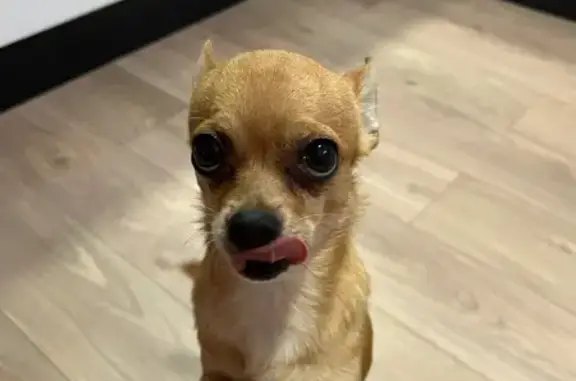 Chien trouvé Léognan, photo: Chienne rousse trouvée à Léognan