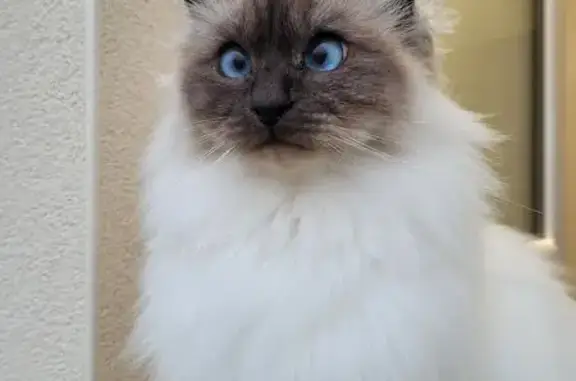 Chatte Sacrée de Birmanie perdue à Quimper - photo